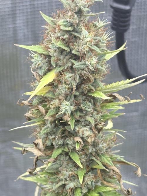 LEMON CHERRY GELATO. Week 10