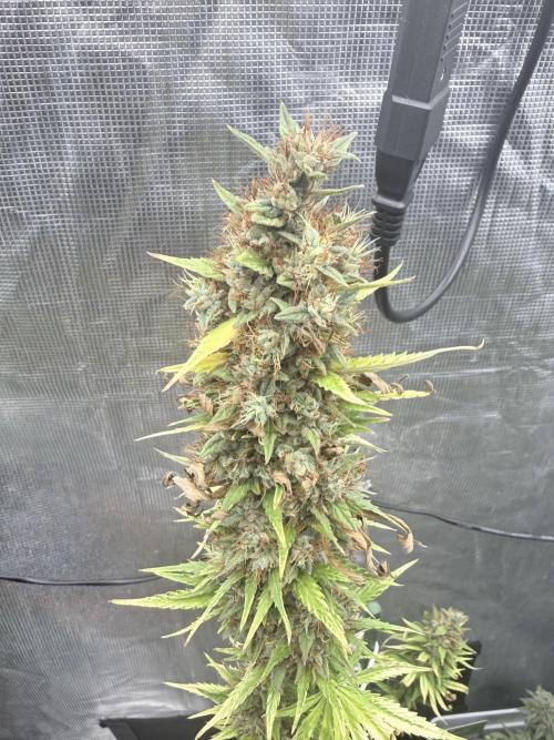 LEMON CHERRY GELATO. Week 12