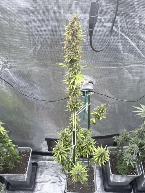 LEMON CHERRY GELATO. Week 12