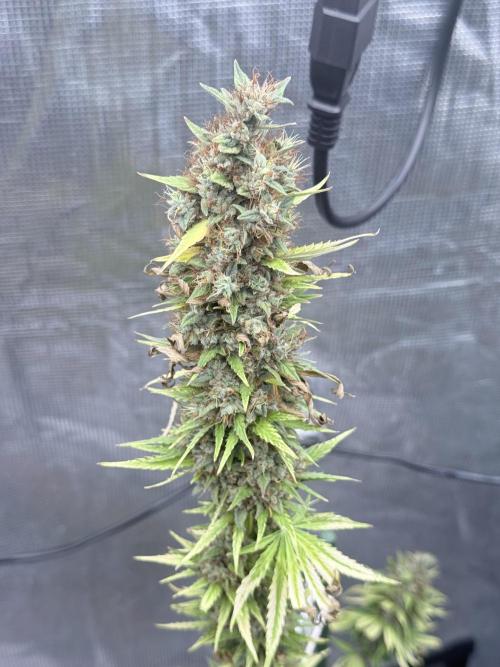 LEMON CHERRY GELATO. Week 12