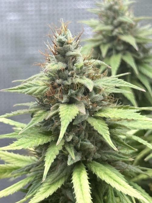 LEMON CHERRY GELATO. Week 12