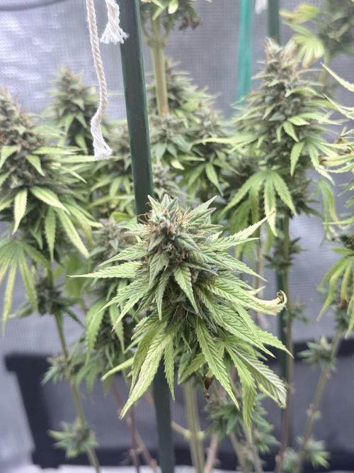 LEMON CHERRY GELATO. Week 12