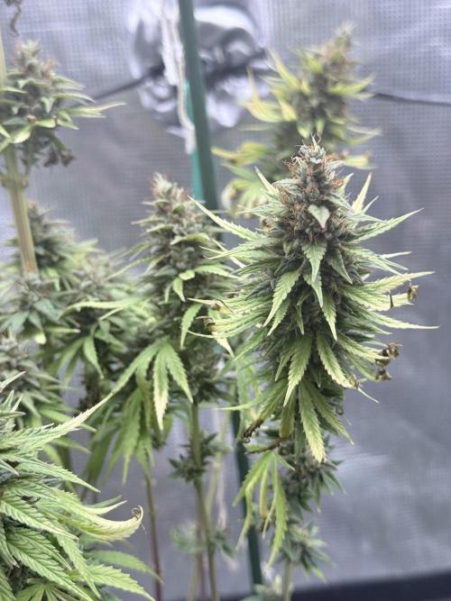 LEMON CHERRY GELATO. Week 12