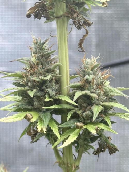 LEMON CHERRY GELATO. Week 12