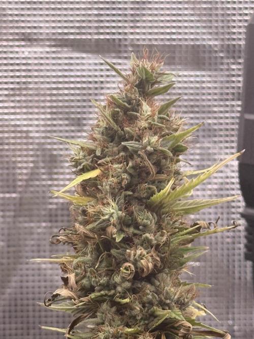 LEMON CHERRY GELATO. Week 12