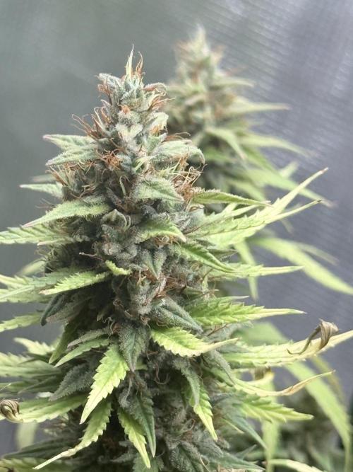 LEMON CHERRY GELATO. Week 12