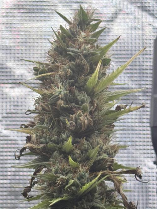 LEMON CHERRY GELATO. Week 12