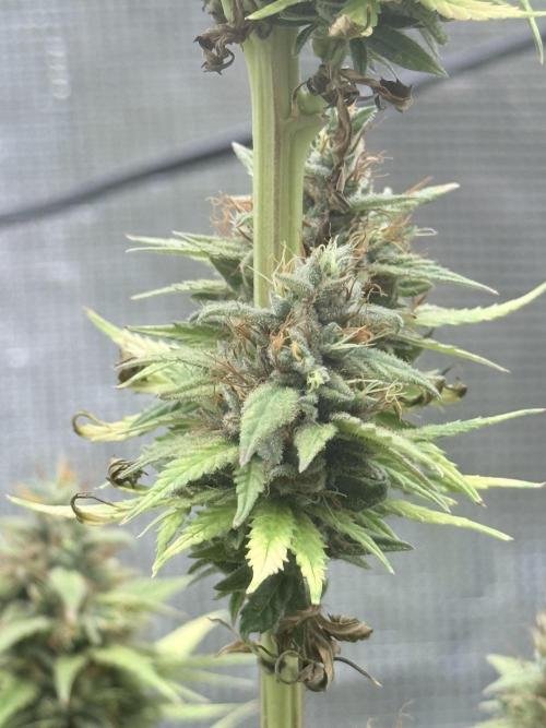 LEMON CHERRY GELATO. Week 12
