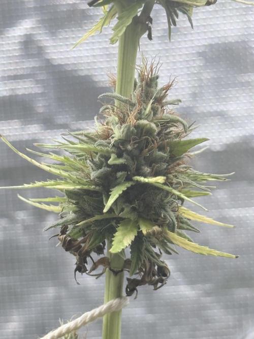 LEMON CHERRY GELATO. Week 12