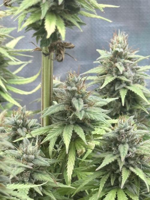 LEMON CHERRY GELATO. Week 12