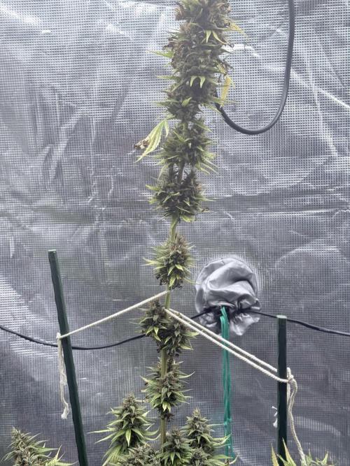 LEMON CHERRY GELATO. Week 12