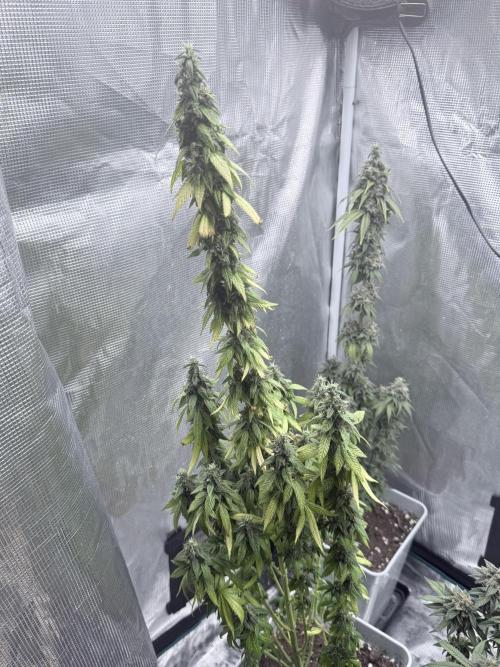 Cookie casket. Week 9