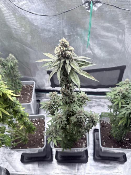 Cookie casket. Week 9