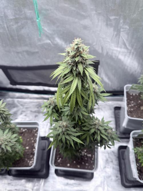 Cookie casket. Week 9