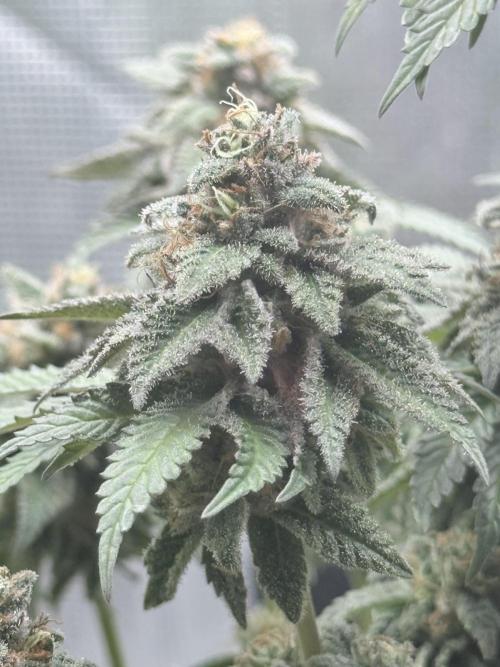Cookie casket. Week 9