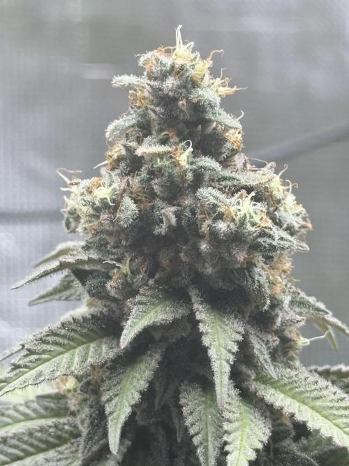 Cookie casket. Week 9