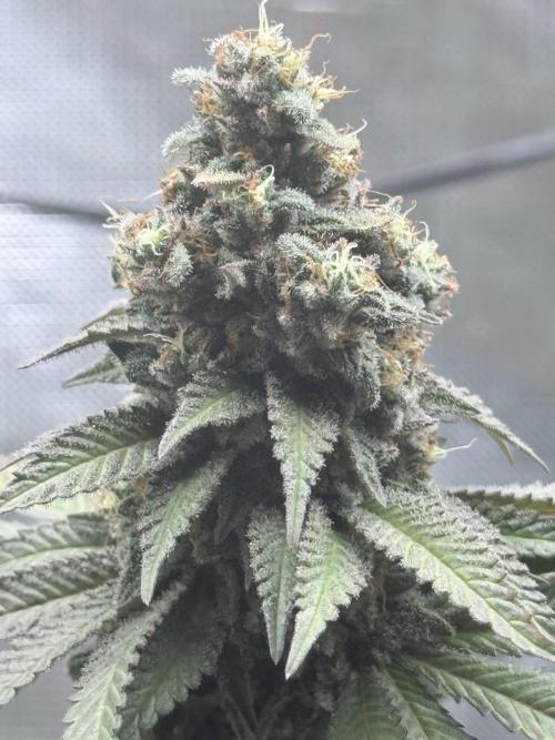 Cookie casket. Week 9