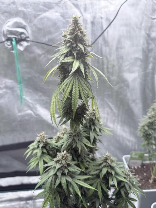 Cookie casket. Week 9