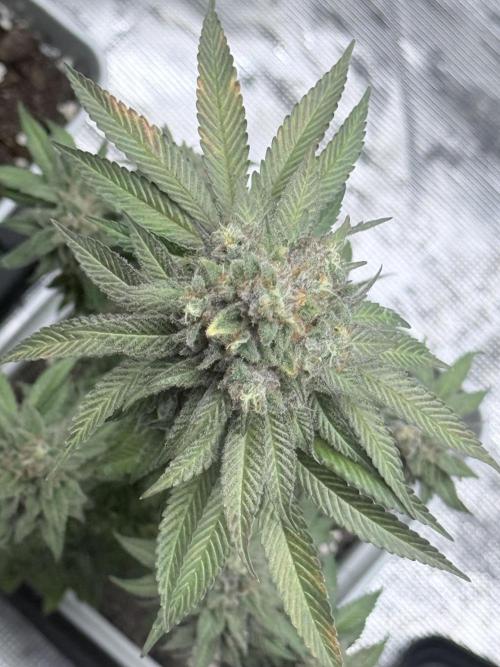 Cookie casket. Week 9