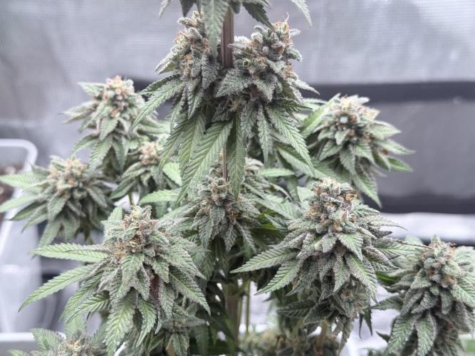 Cookie casket. Week 9