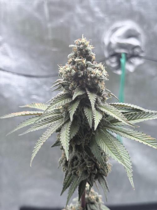 Cookie casket. Week 9