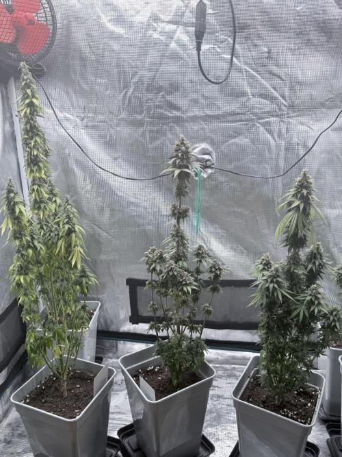 Cookie Casket. Week 9