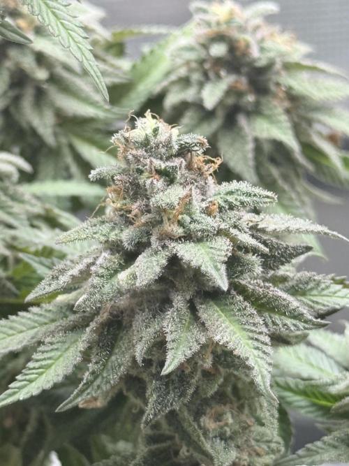 Cookie casket. Week 12