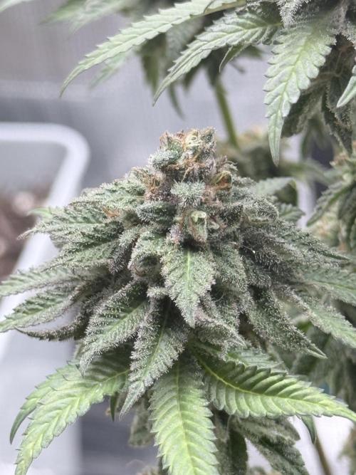 Cookie casket. Week 12