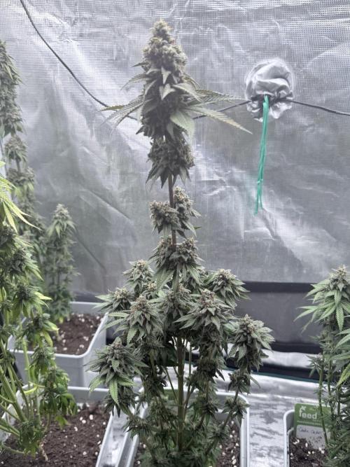 Cookie casket. Week 12