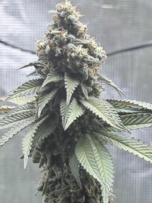 Cookie casket. Week 12