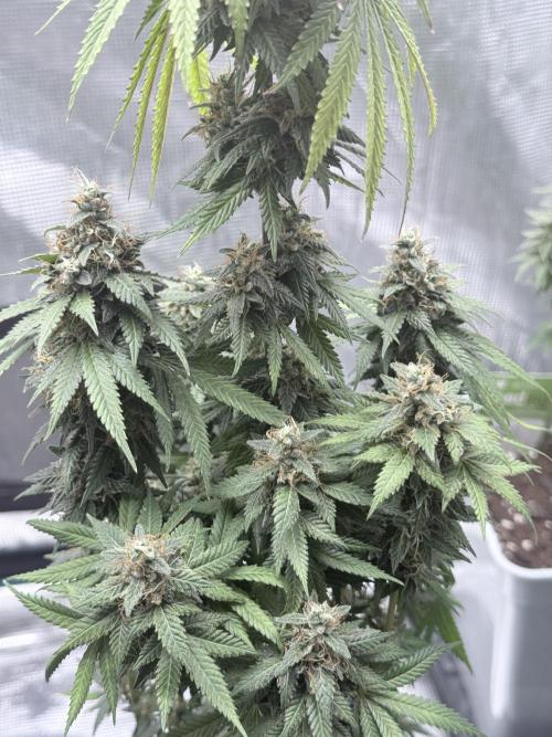 Cookie casket. Week 12