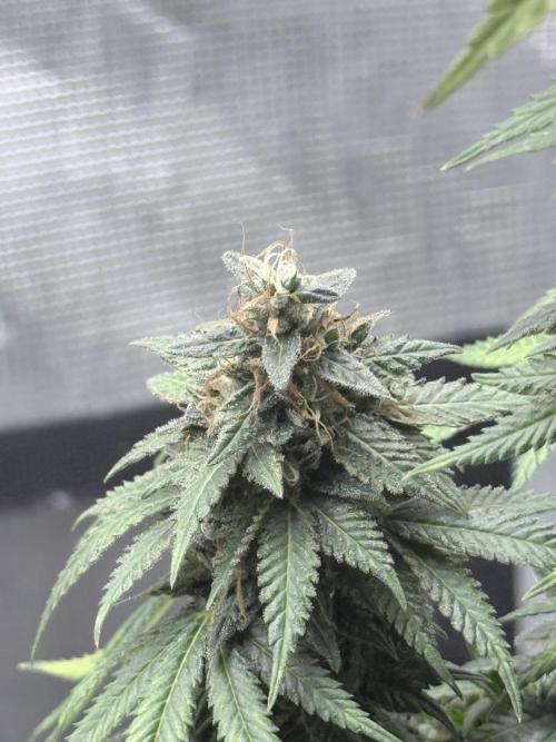 Cookie casket. Week 12