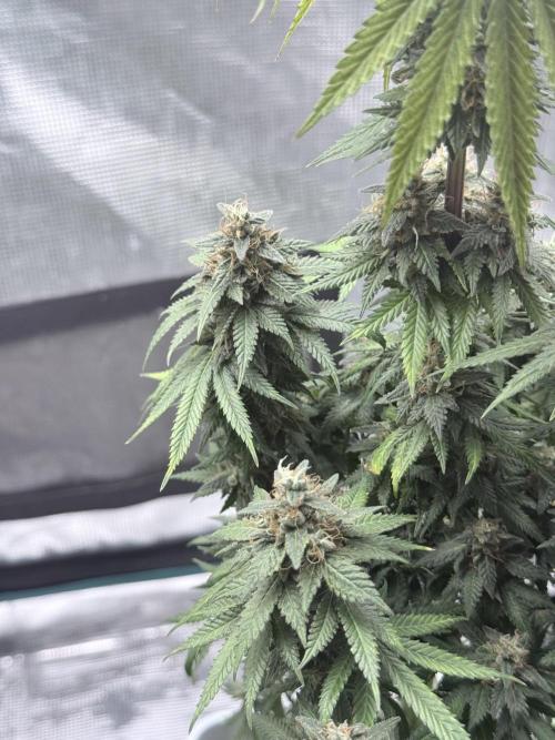 Cookie casket. Week 12