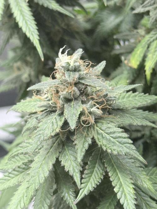 Cookie casket. Week 12