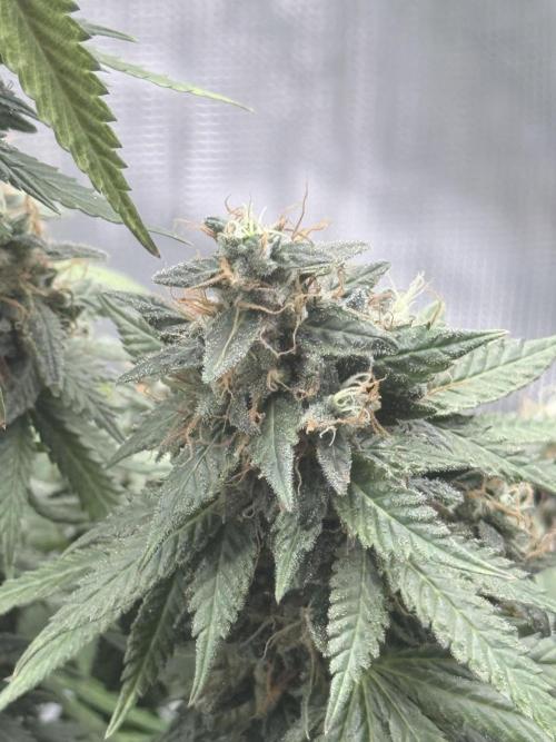 Cookie casket. Week 12
