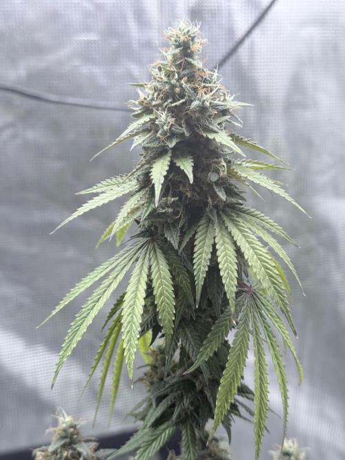 Cookie casket. Week 12