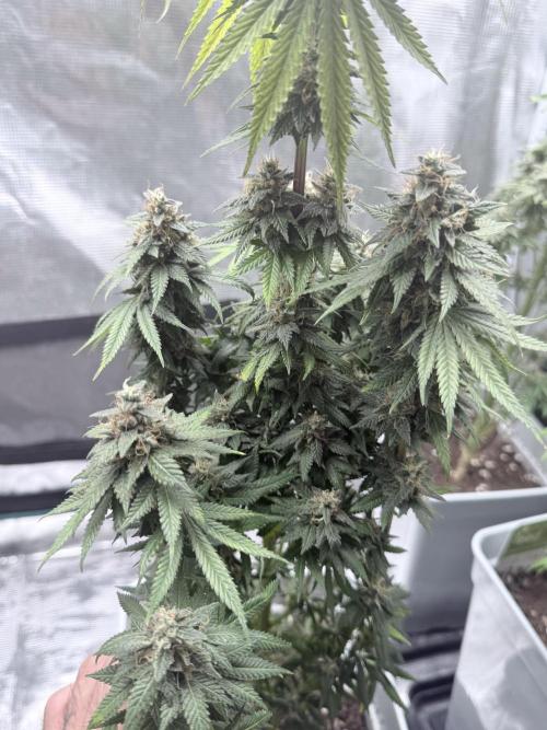 Cookie casket. Week 12