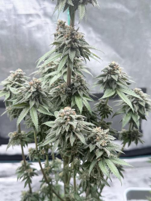 Cookie casket. Week 12