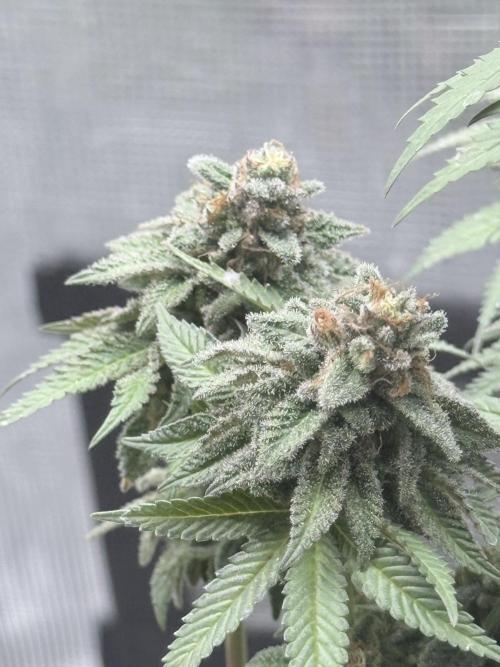 Cookie casket. Week 12