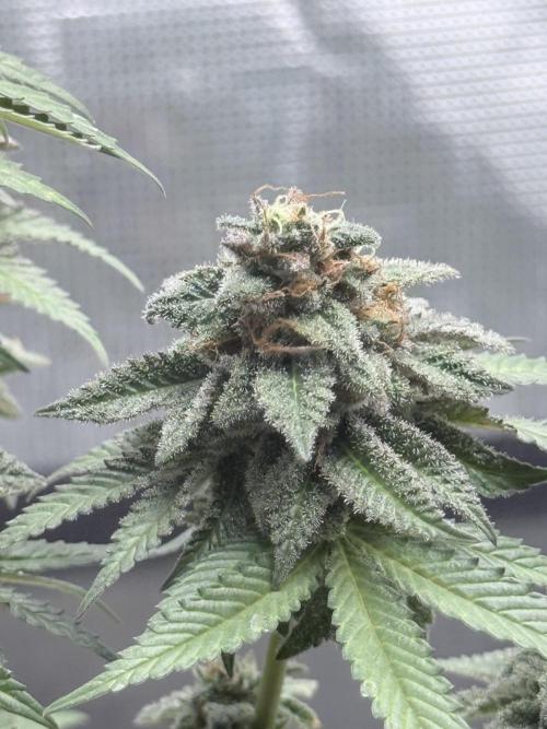 Cookie casket. Week 12