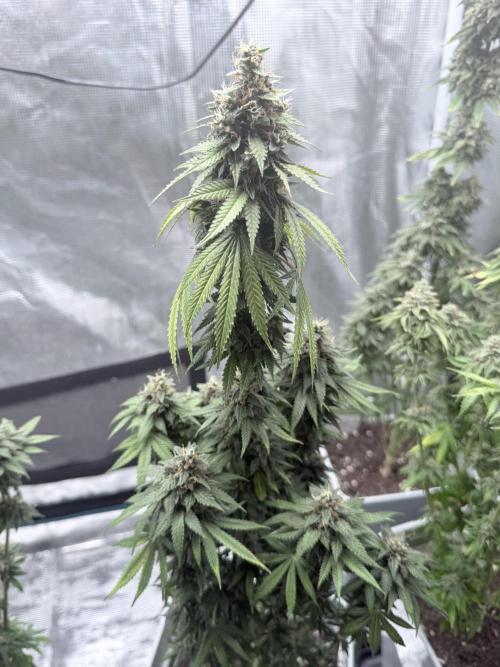 Cookie casket. Week 12