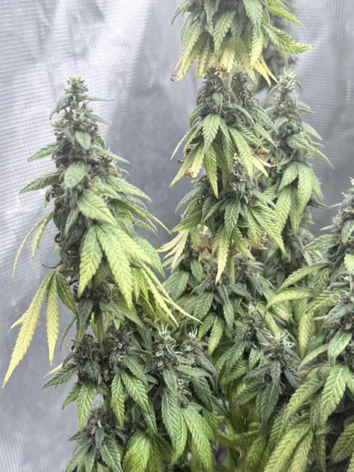 Cookie casket. Week 12