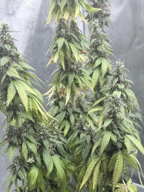 Cookie casket. Week 12