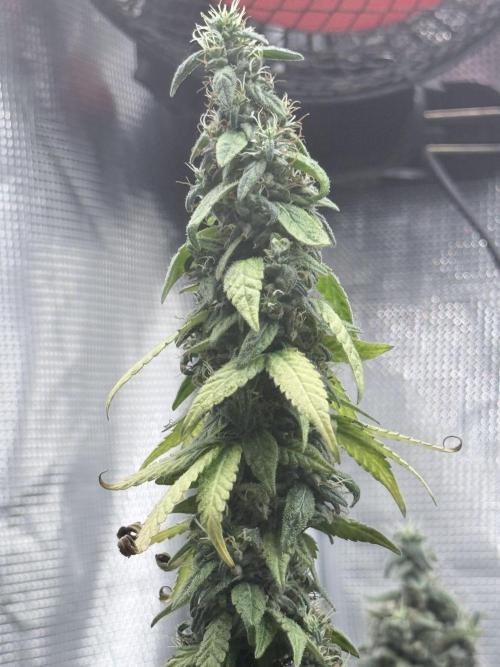 Cookie casket. Week 12