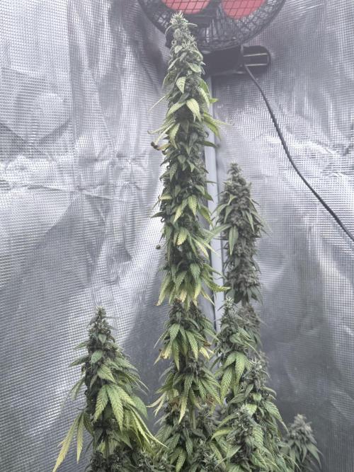 Cookie casket. Week 12