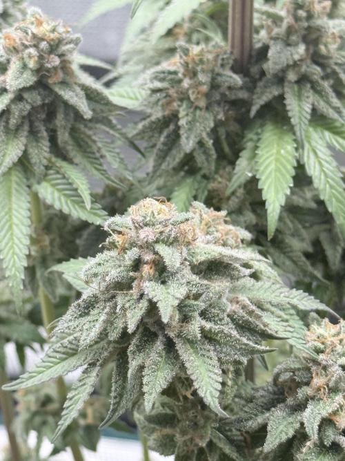 Cookie casket. Week 12