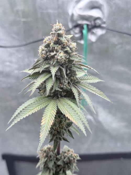 Cookie casket. Week 12