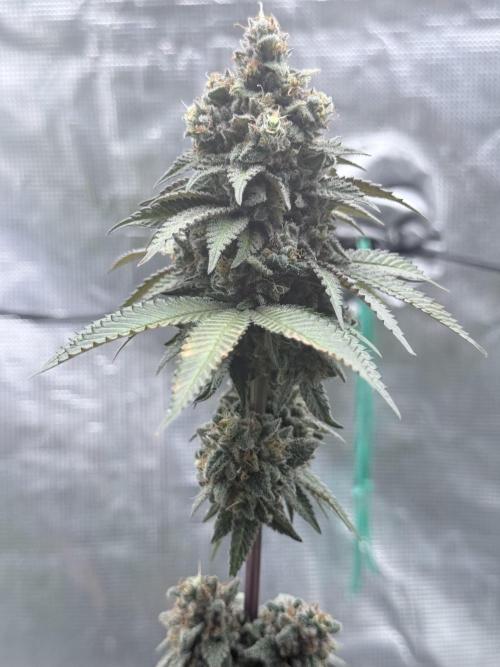 Cookie Casket. Week 12
