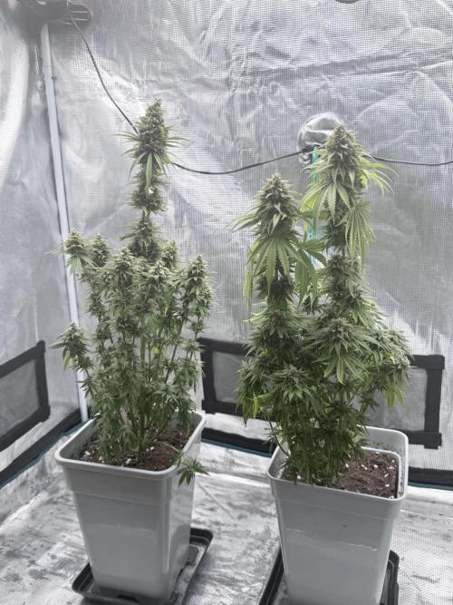 ARCTIC FLURRY. Week 9