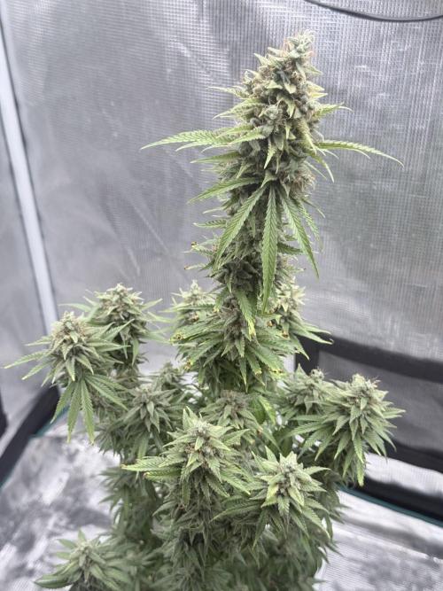 ARCTIC FLURRY. Week 9